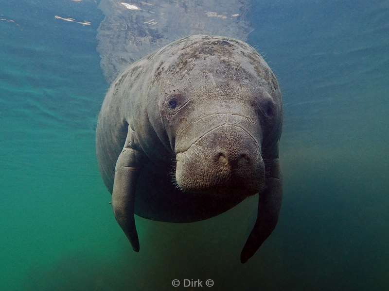 manatees homosassa