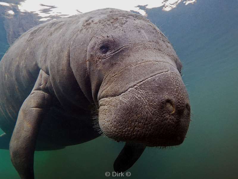 manatees homosassa