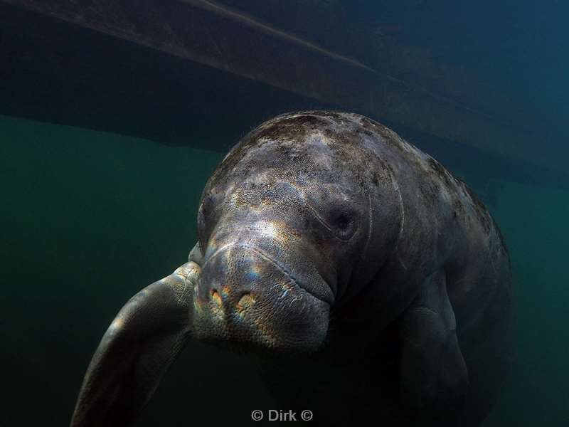 manatees homosassa