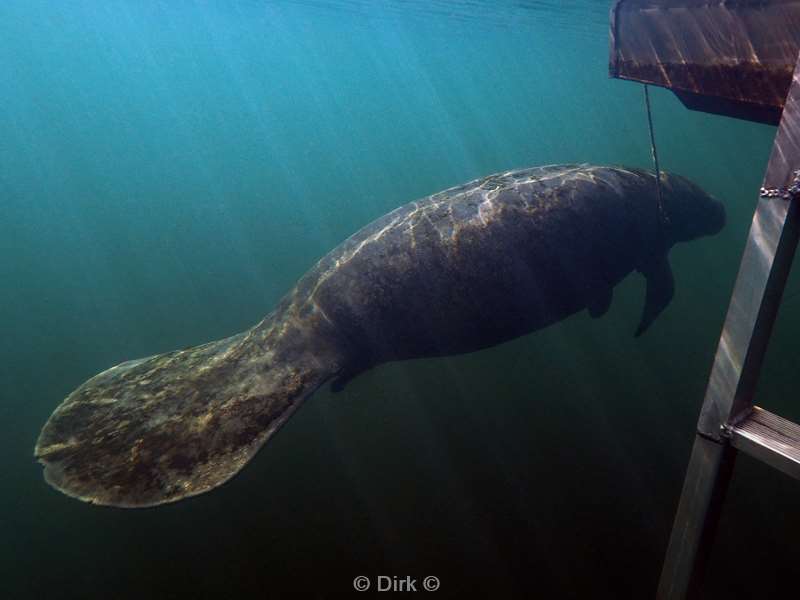 manatees homosassa