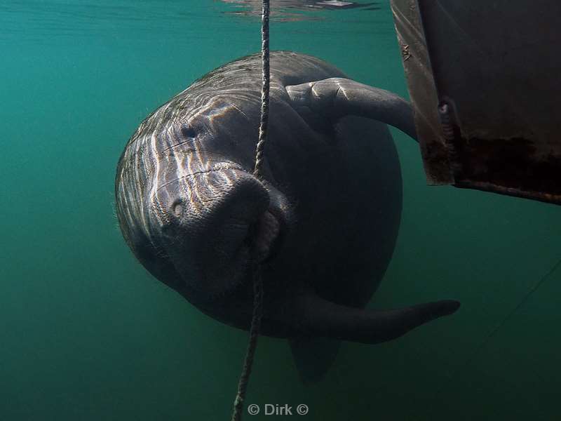 manatees homosassa