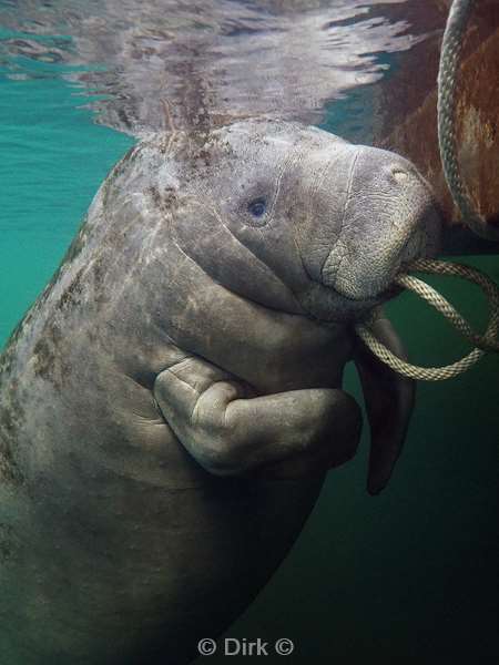 manatees homosassa