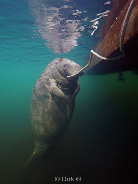 manatees homosassa