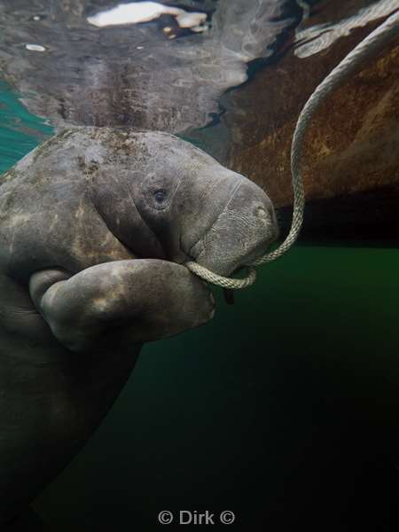 manatees homosassa