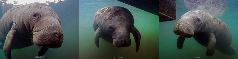 manatees florida usa crystal river