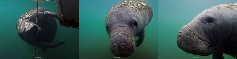 manatees florida usa homosassa