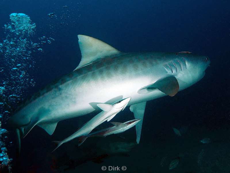 tijgerhaaien tigersharks