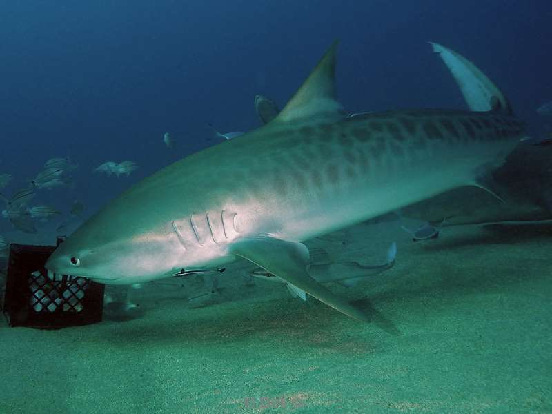 tijgerhaaien tigersharks