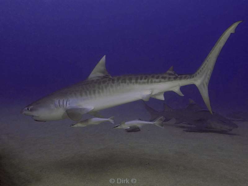 tijgerhaaien tigersharks