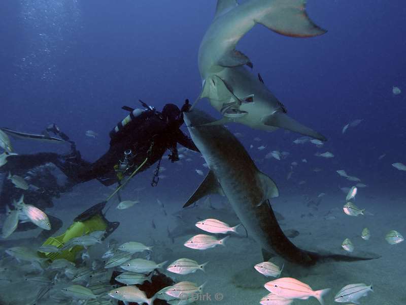 tijgerhaaien tigersharks