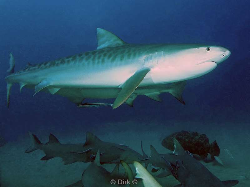 tijgerhaaien tigersharks