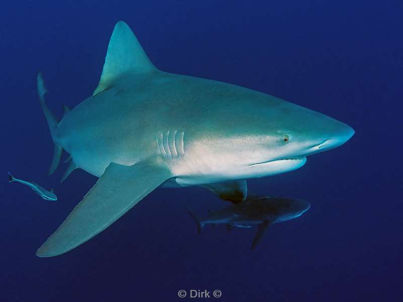 bull shark