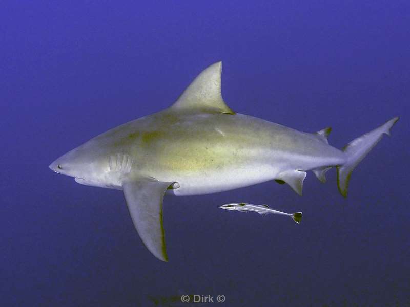 bull shark