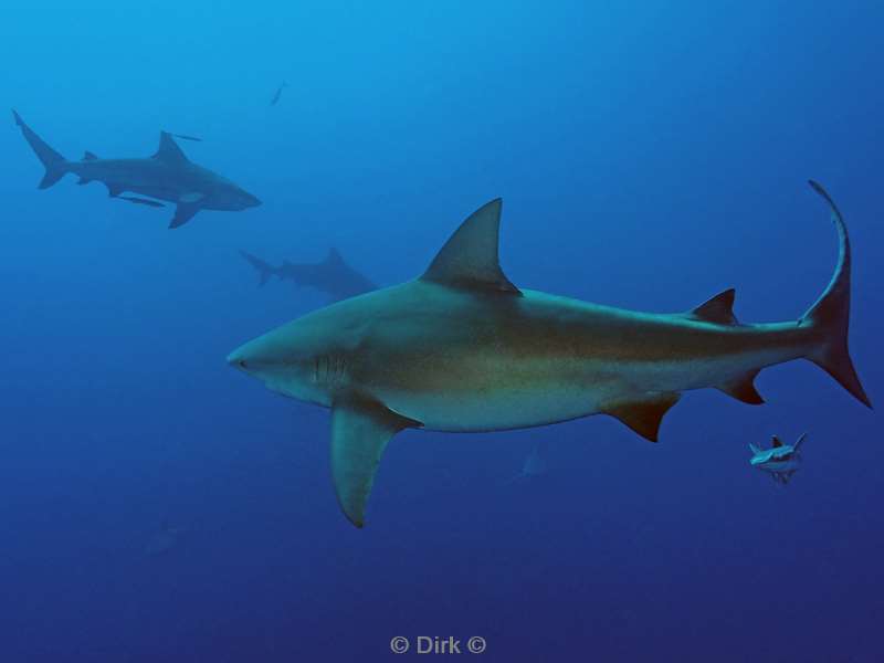 bull shark