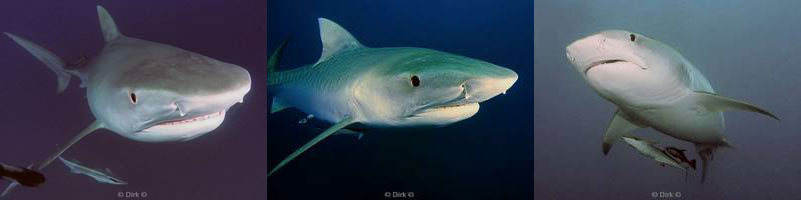 tijgerhaaien tiger sharks