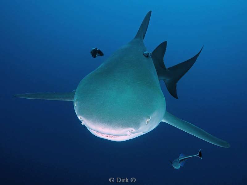 lemon shark