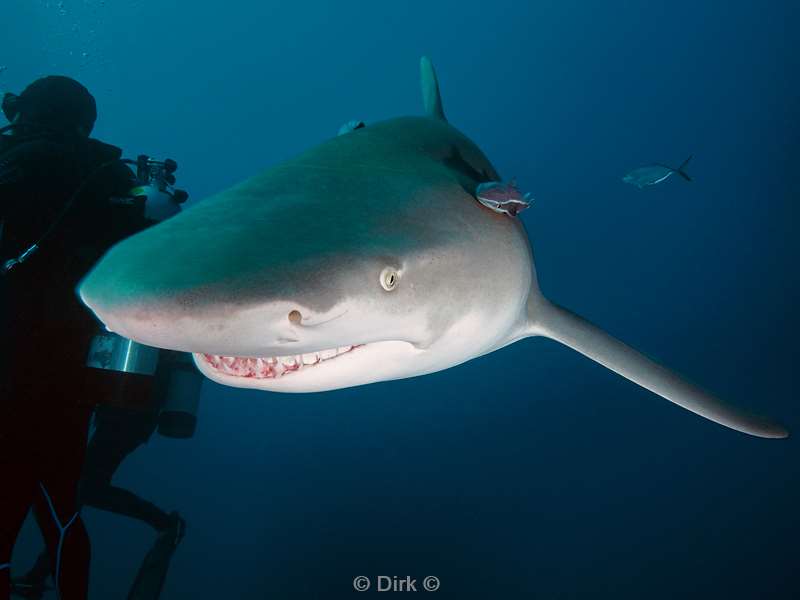 lemon shark