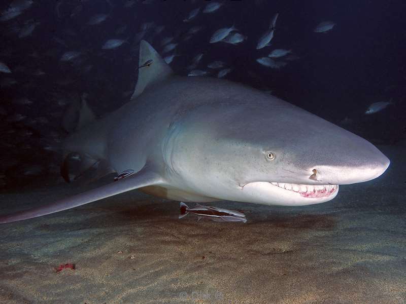 lemon shark