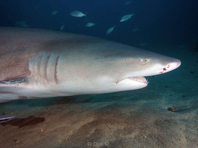 lemon shark