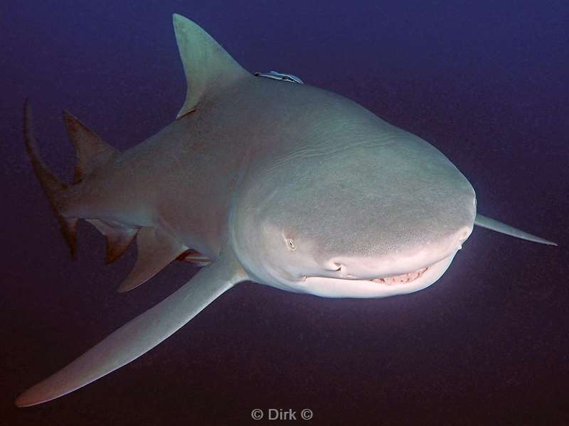 lemon shark