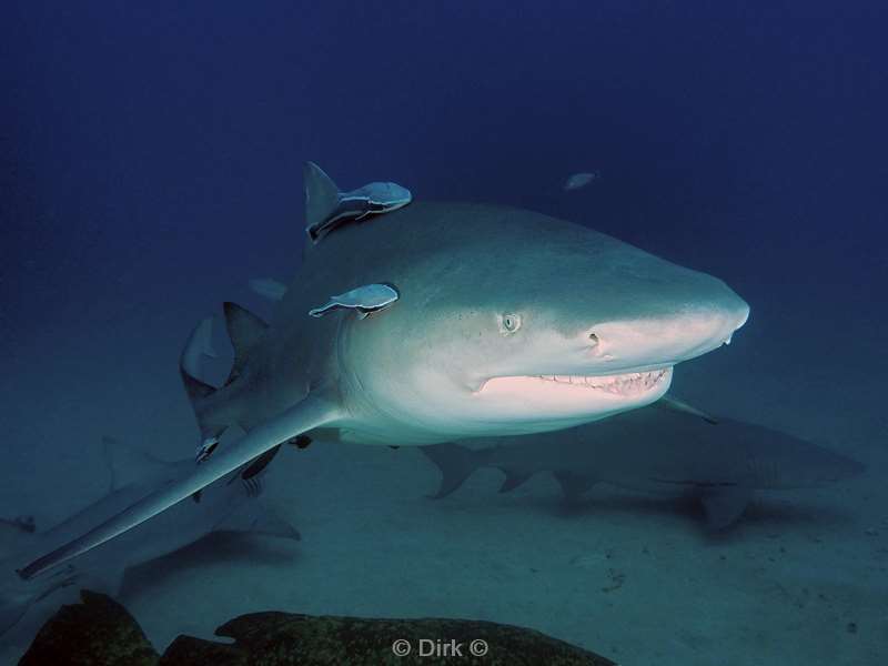 lemon shark