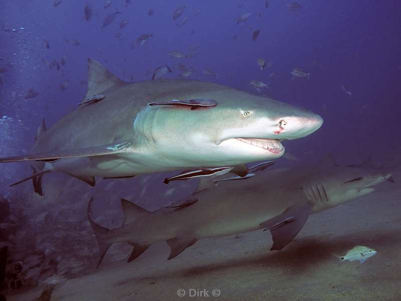 lemon shark