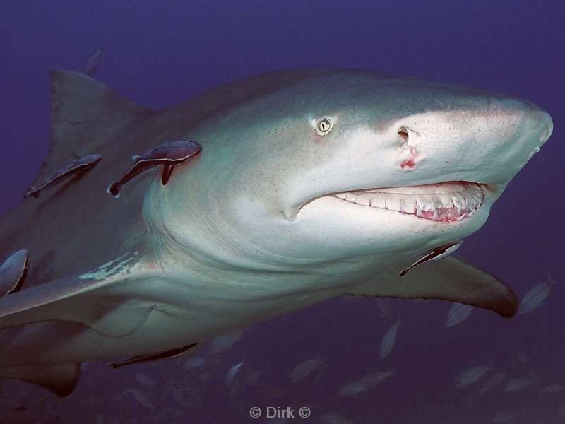 lemon shark