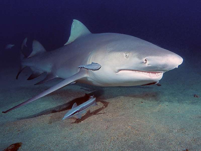 lemon shark