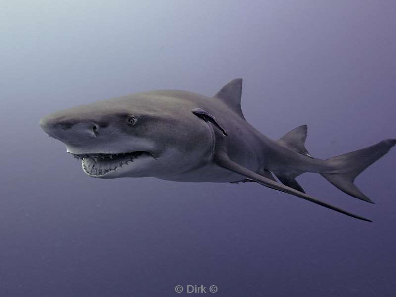 lemon shark