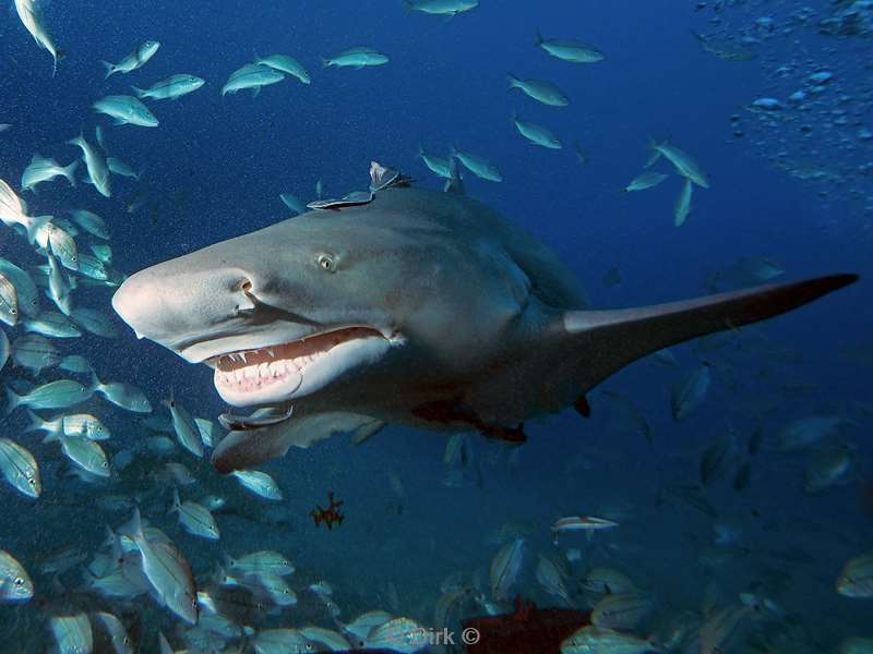 lemon shark