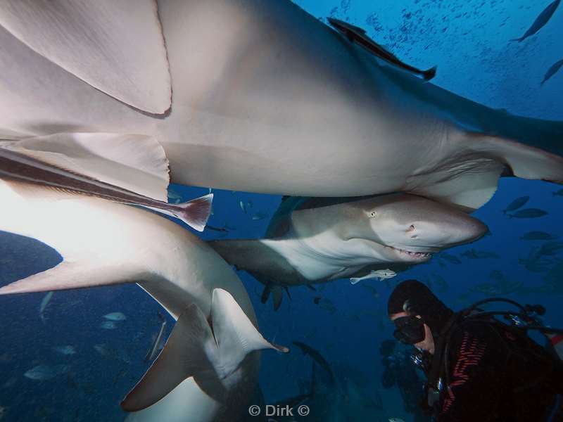 lemon shark