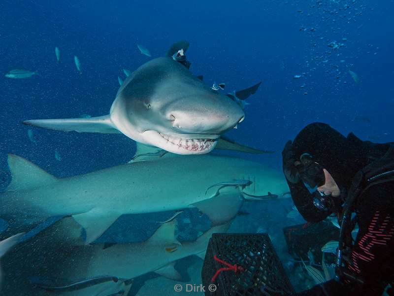 lemon shark