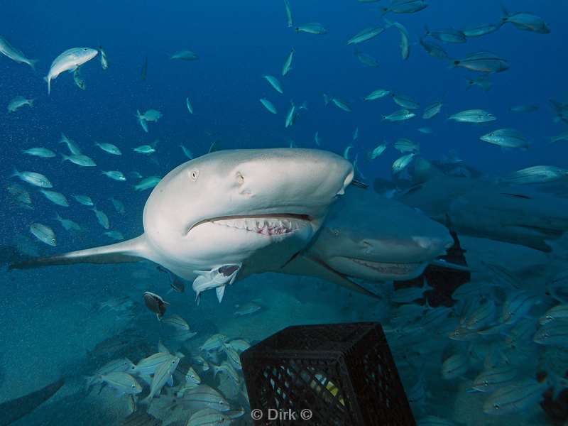 lemon shark