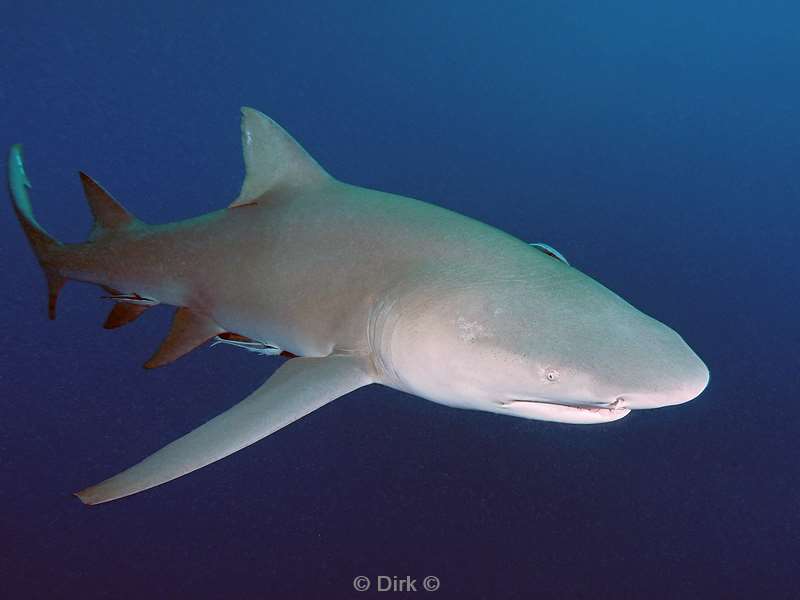 lemon shark