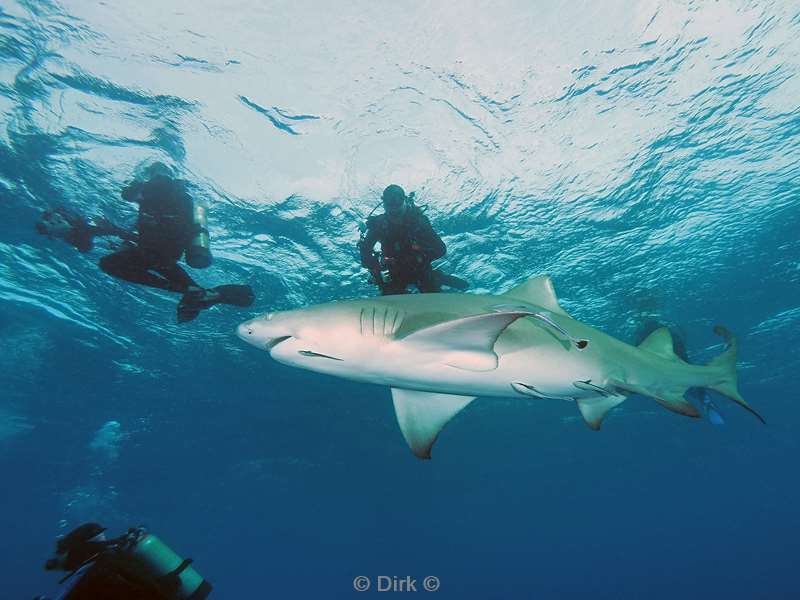 lemon shark