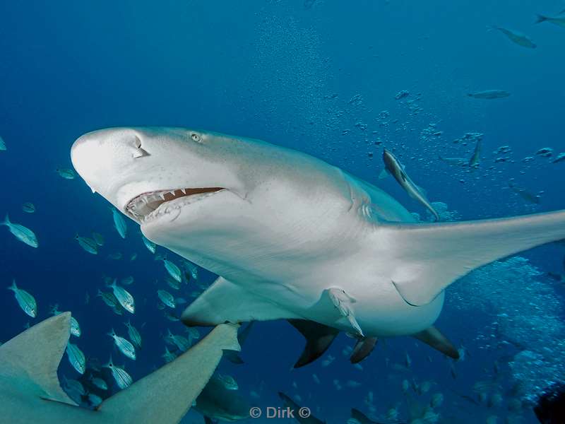 lemon shark