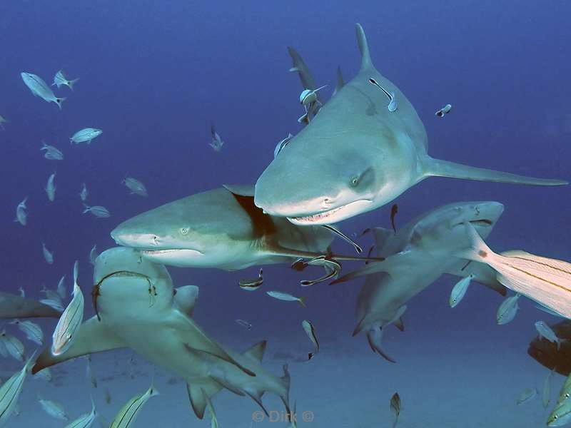 lemon shark