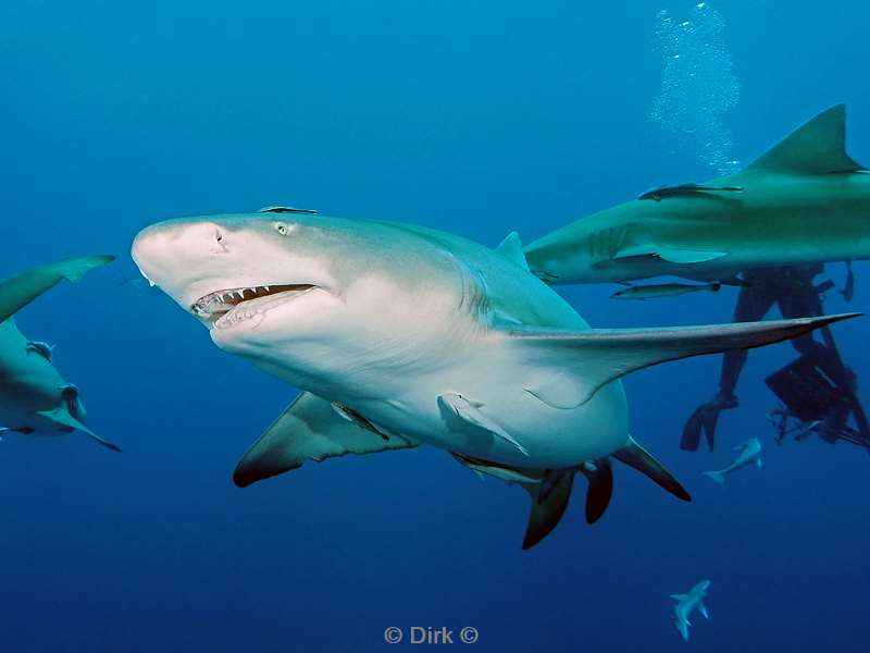 lemon shark