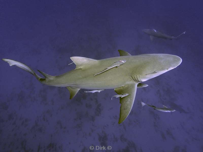 lemon shark