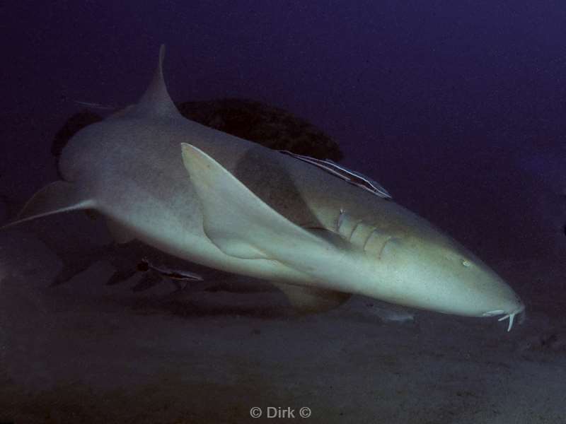 nurse shark