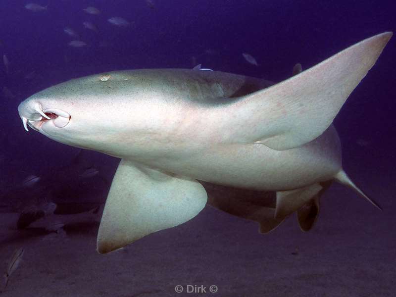 nurse shark