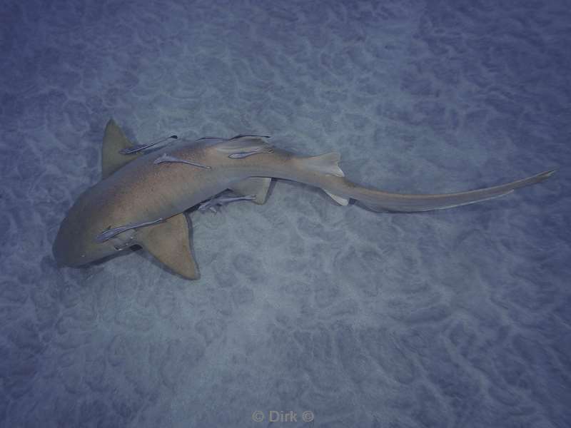 nurse shark