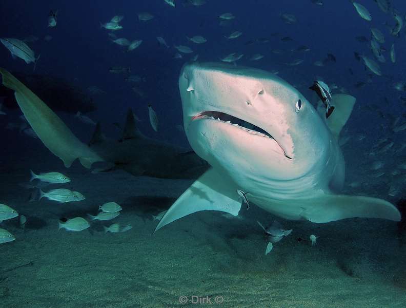 tiger shark