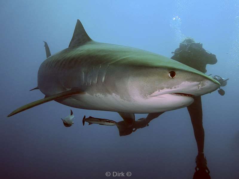 tiger shark