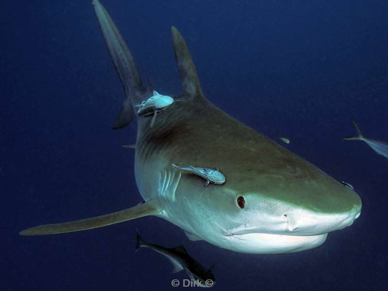 tiger shark