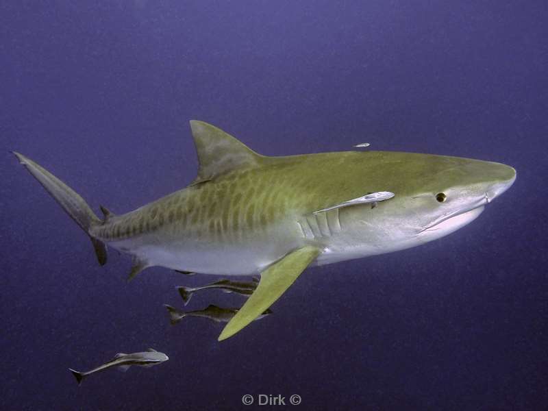 tiger shark