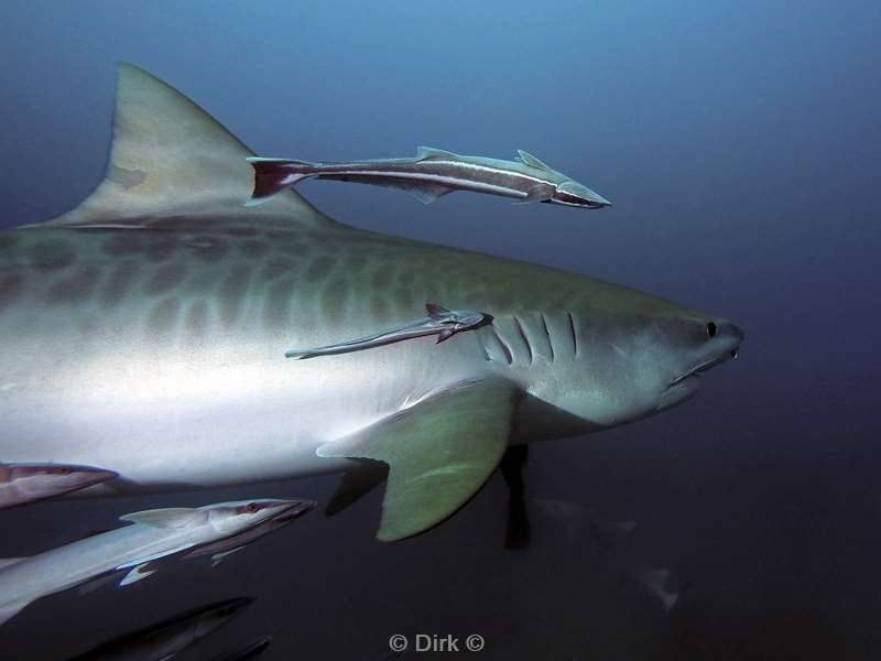 tiger shark