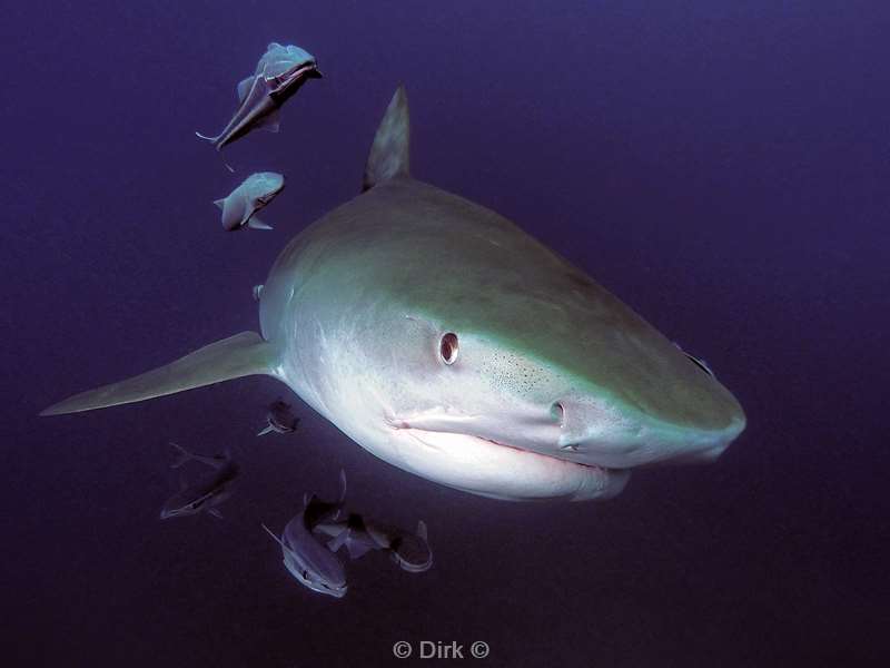 tiger shark