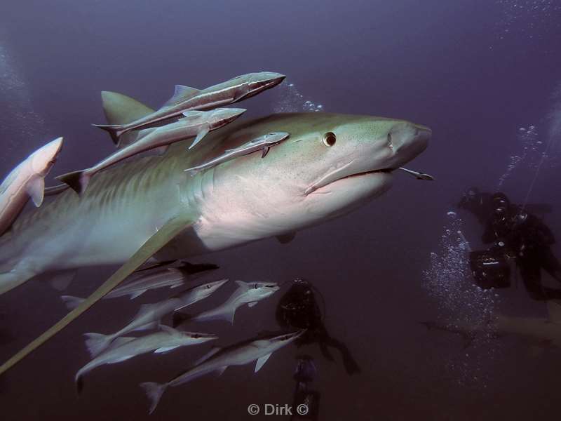 tiger shark