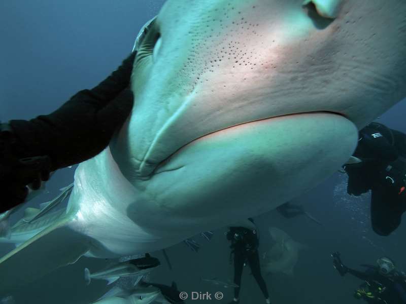 tiger shark